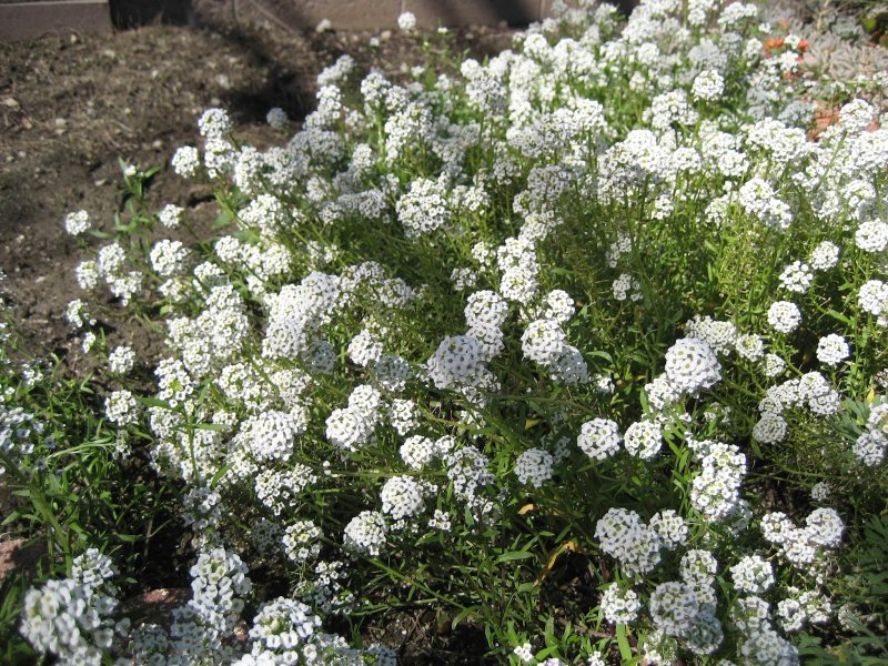 Лобулярия Приморская алиссум Lobularia maritima