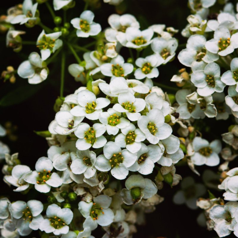 Алиссум / Alyssum