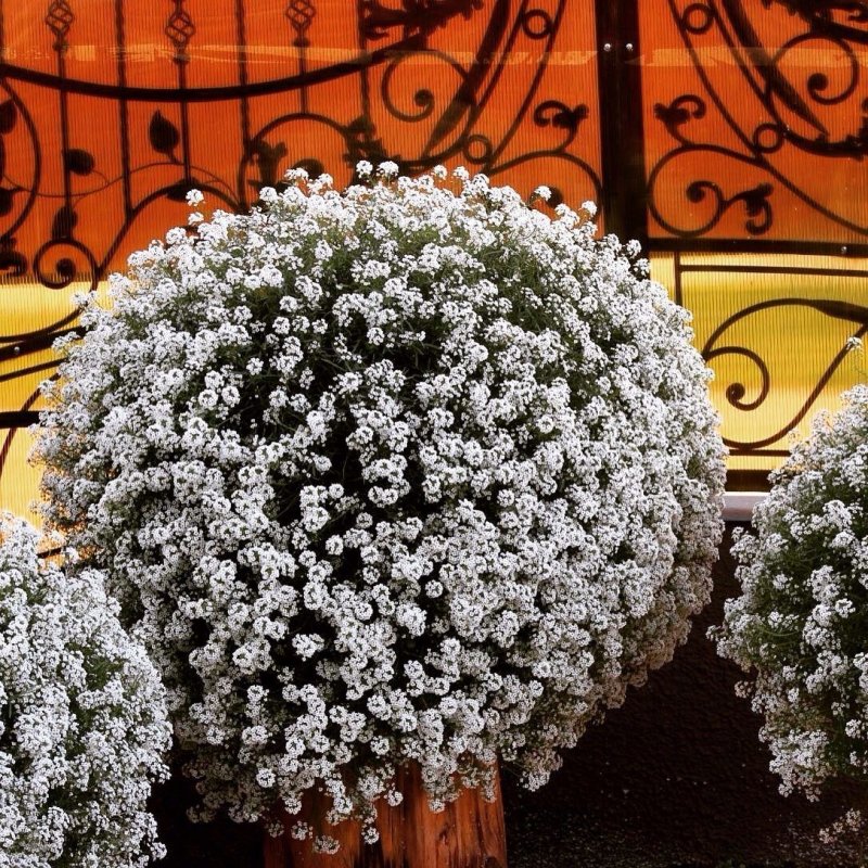 Алиссум Snow Princess