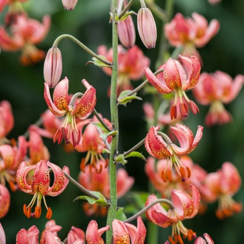 Лилия rosea (мартагон)