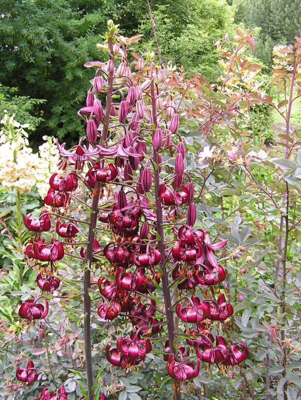 Lilium (Лилия) Claude Shride