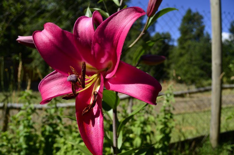 Lilium martagon