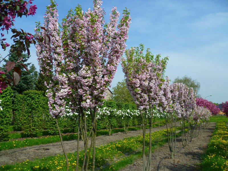 Карликовая яблоня Изумрудик
