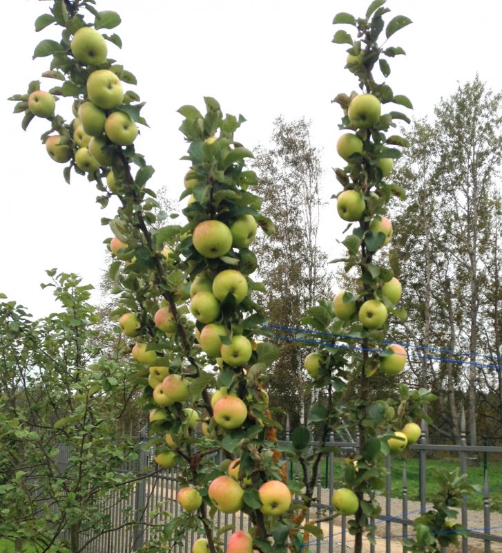 Кустовидная алыча