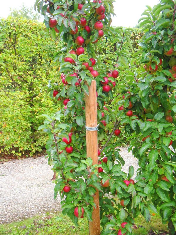 Malus (яблоня) 'van Eseltine'