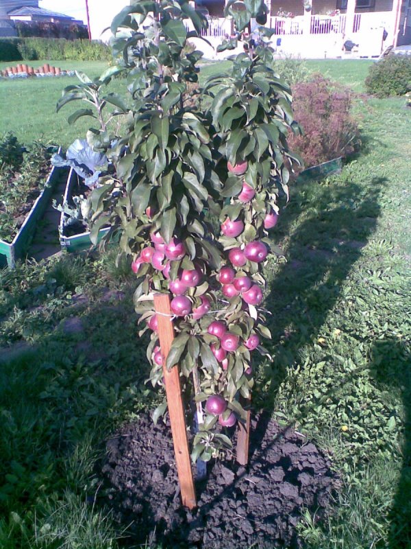 Яблоня колоновидная (2-Летка) Malus