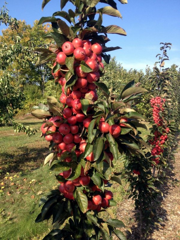 Malus Evereste яблоня