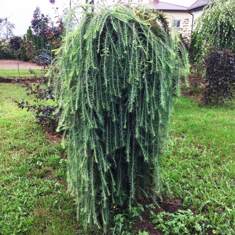 Лиственница плакучая Корник