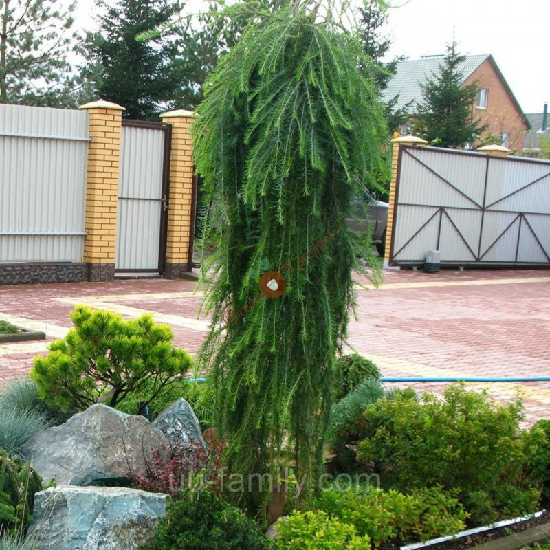 Ива плакучая и лиственница