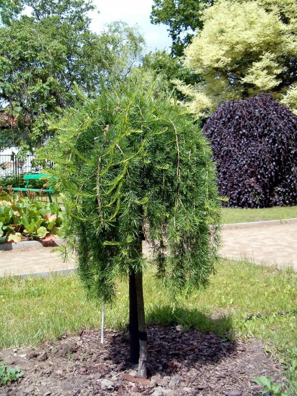 Ива Пендула плакучая