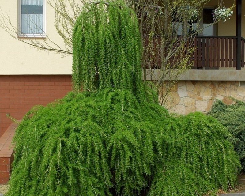 Лиственница Ларикс Пендула