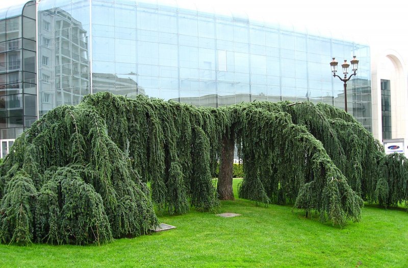 Лиственница европейская pendula