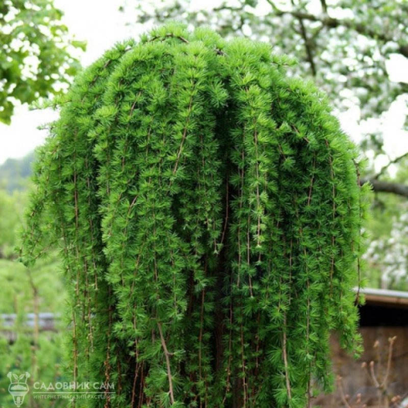 Лиственница европейская Larix decidua