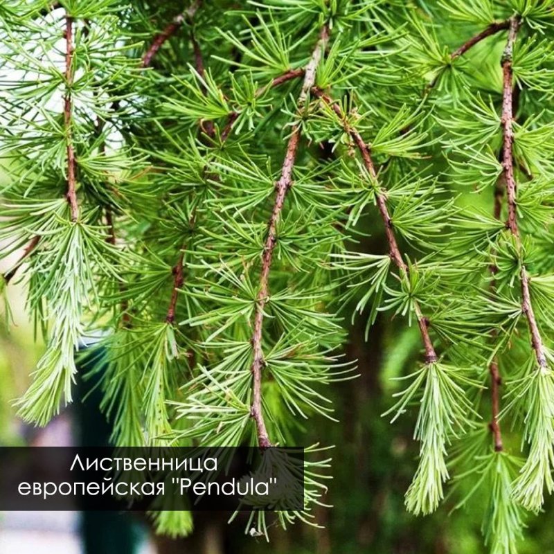 Лиственница европейская Пендула