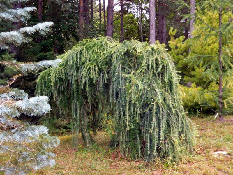 Лиственница европейская pendula