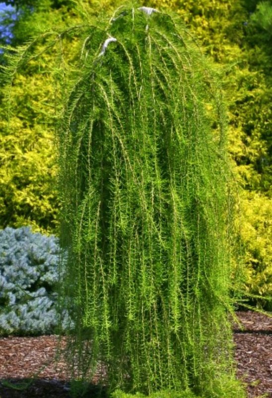 Лиственница японская Пендула (Larix kaempferi pendula)