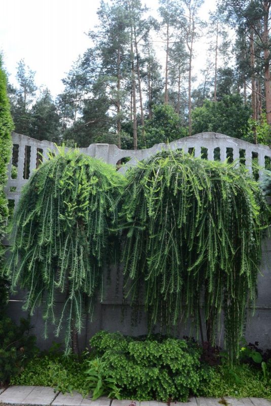 Лиственница европейская Пендула