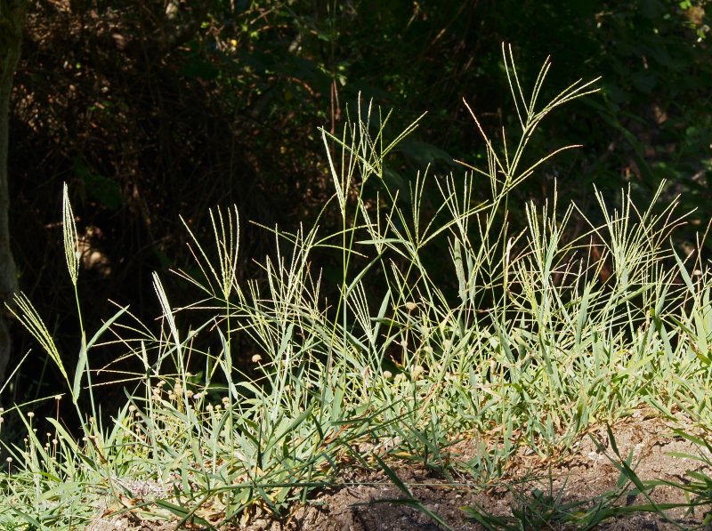 Cynodon dactylon растение