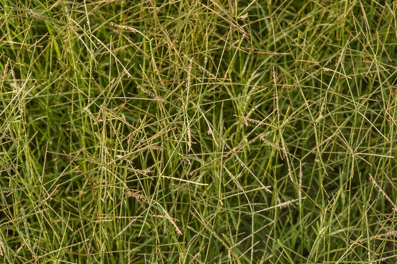 Paspalum notatum
