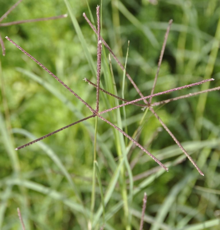 Cynodon dactylon растение