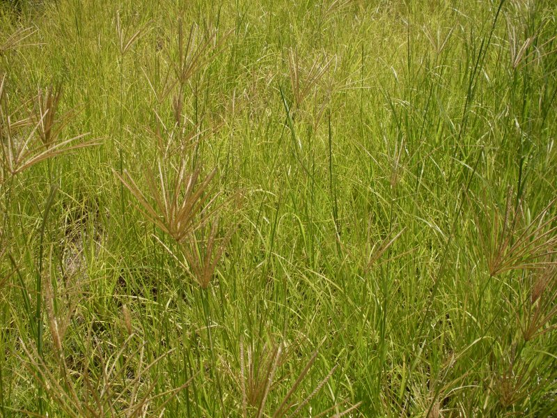 Свинорой (Cynodon dactylon).