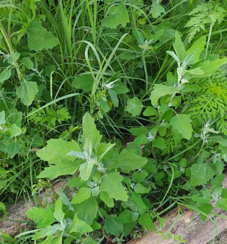 Свинорой пальчатый Cynodon dactylon