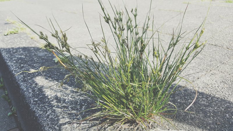 Ephedra monosperma