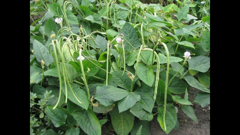 Фасоль спаржевая кустовая