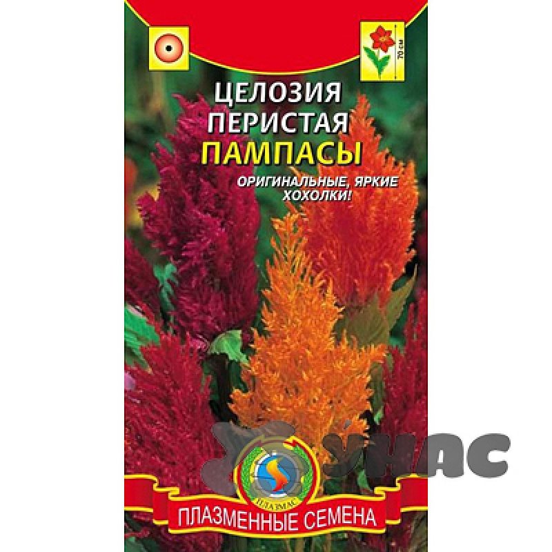 Мискантус китайский фернер Остен Miscanthus sinensis "Ferner Osten"