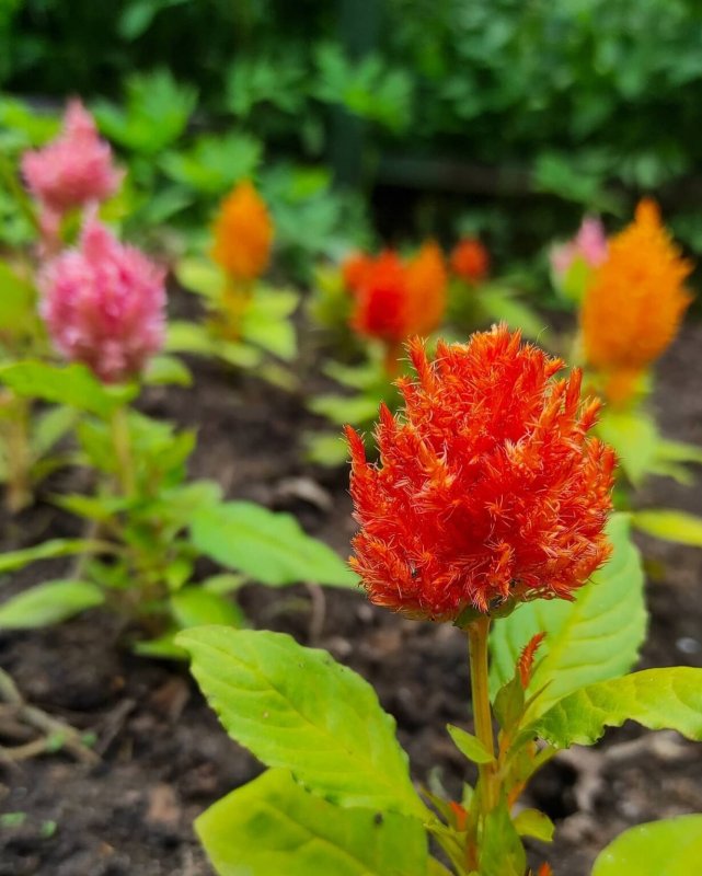 Celosia argentea var. Dragon's Breath Red