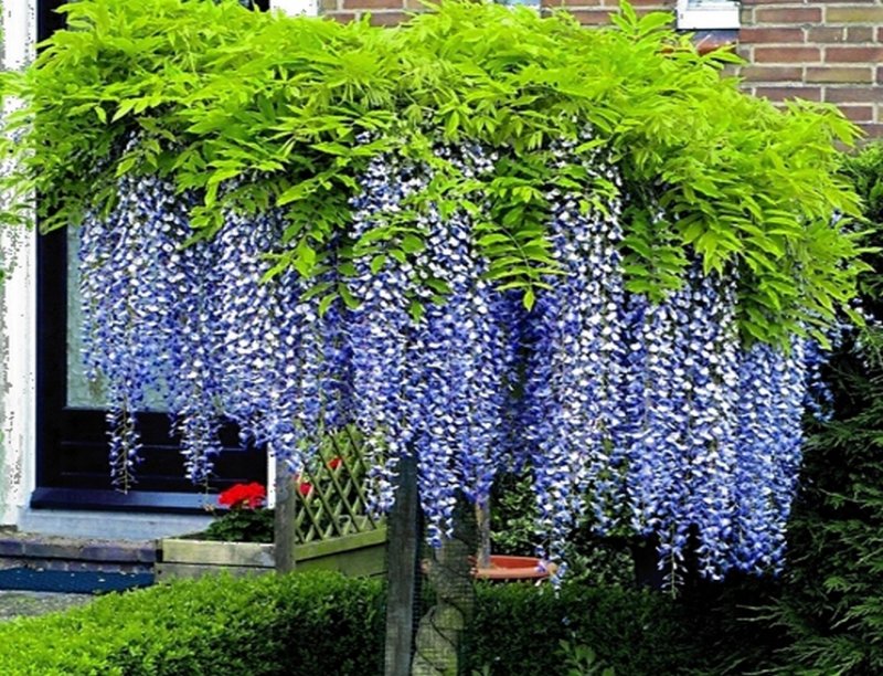 Wisteria sinensis Глициния китайская