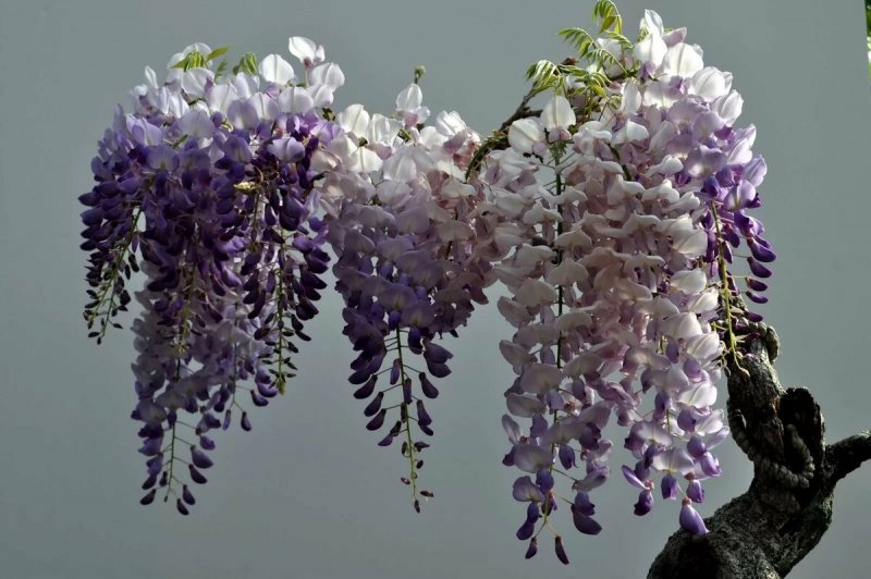 Глициния макростахия (Wisteria macrostachya Blue Moon p9)