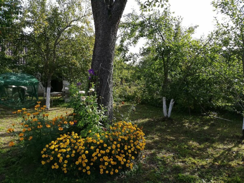 Бархатцы в приствольных кругах плодовых деревьев