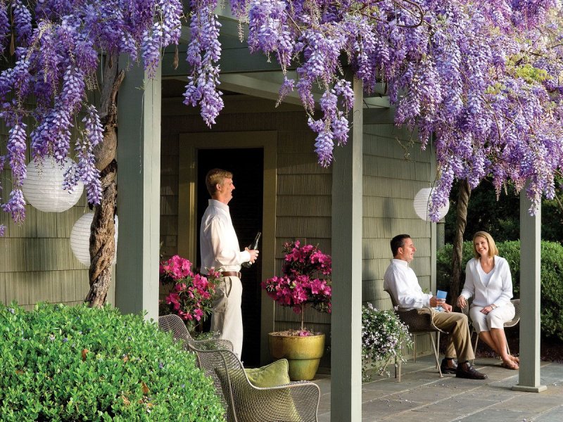 Wisteria Flor. 'Macrobotrys' 3 stok