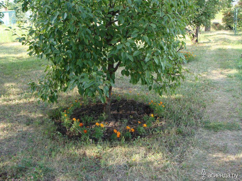 Бархатцы в приствольных кругах
