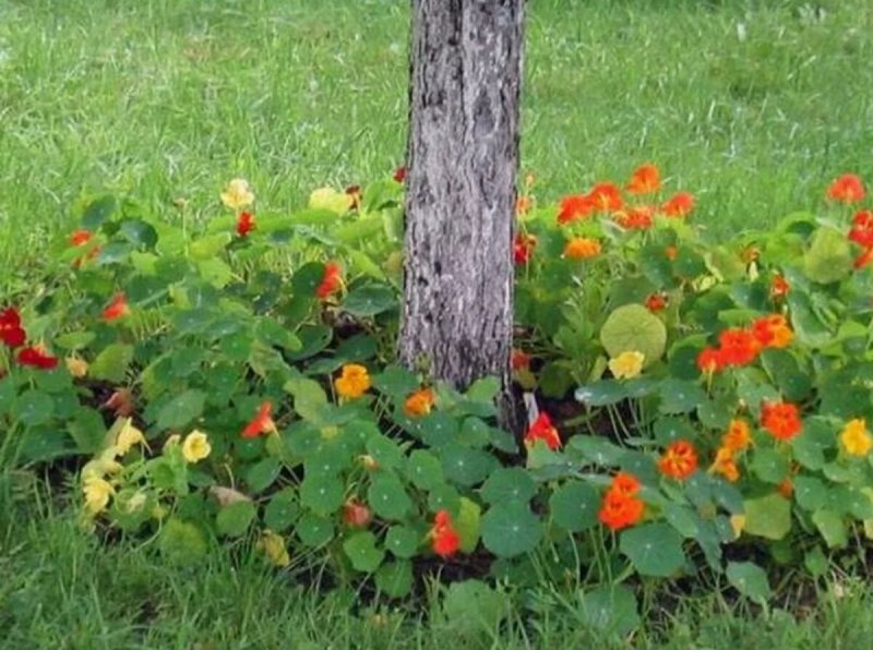 Лилейники в приствольном круге дерева