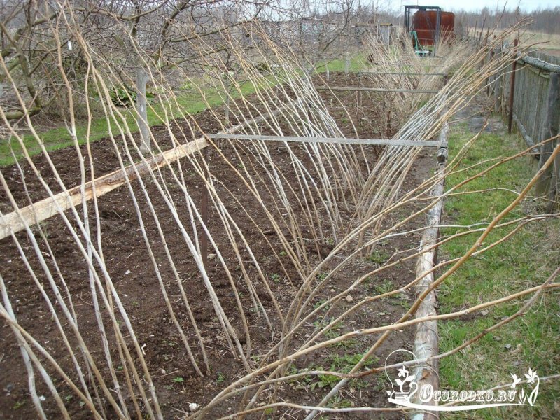 Подвязка ремонтантной малины