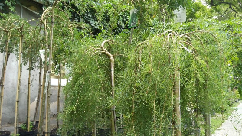 Рябина плакучая Пендула