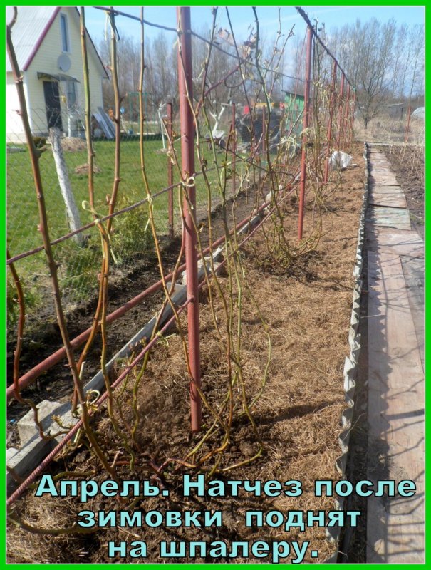 Подвязка кустов смородины и крыжовника