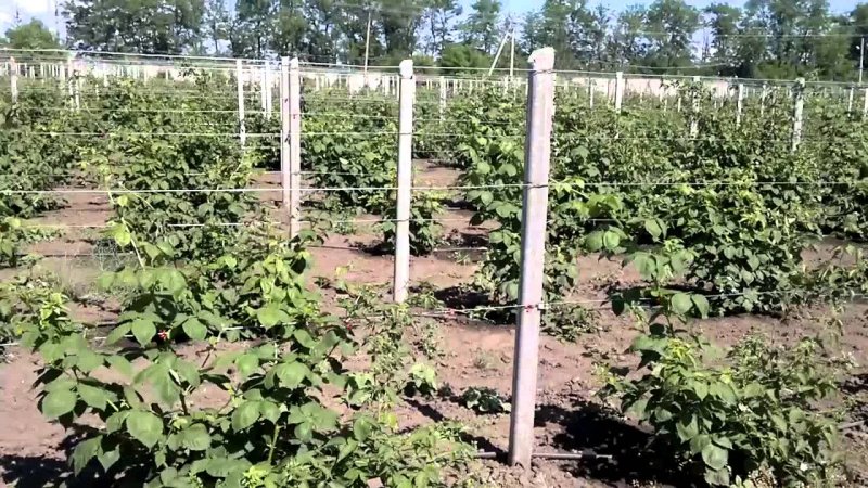 Ежемалина Тайберри шпалеры