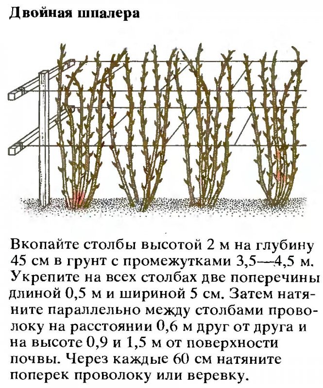 Шпалерный метод подвязки малины