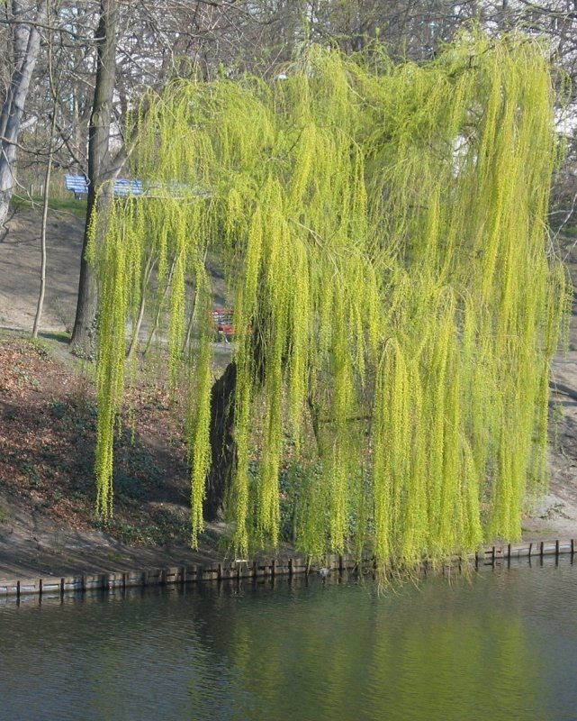 Ива Salix sepulcralis chrysocoma