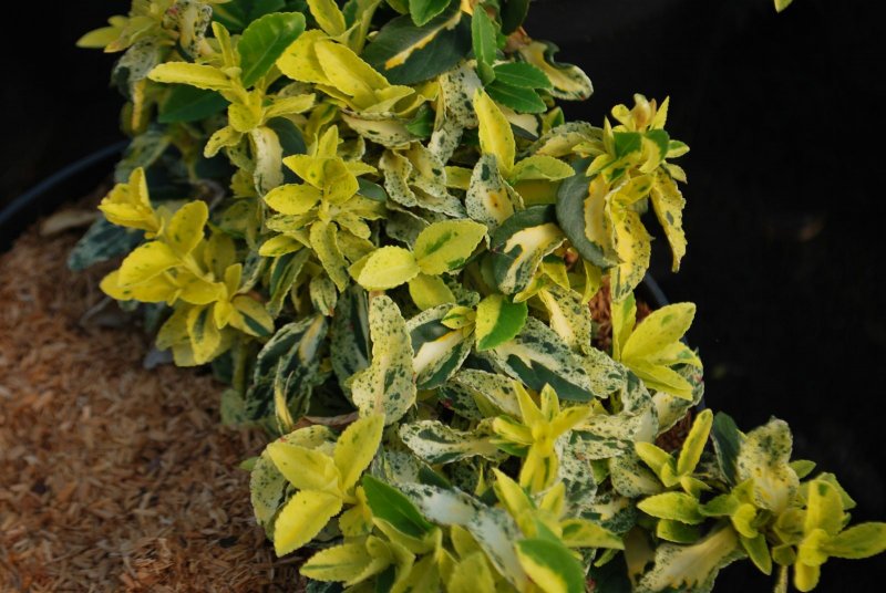 Бересклет Форчуна Golden Harlequin