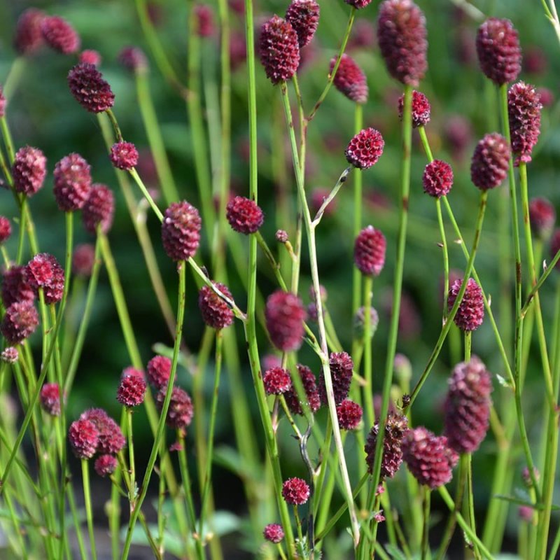 Кровохлебка officinalis ’Tanna’