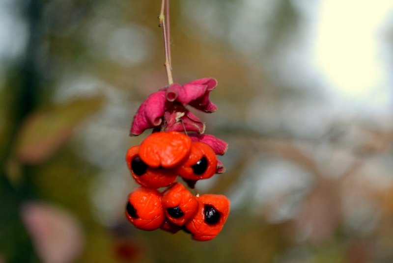 Бересклет крылатый Компактус Euonymus alatus Compactus
