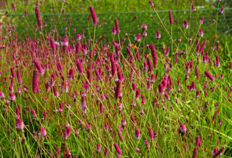 Sanguisorba officinalis Pink Tanna