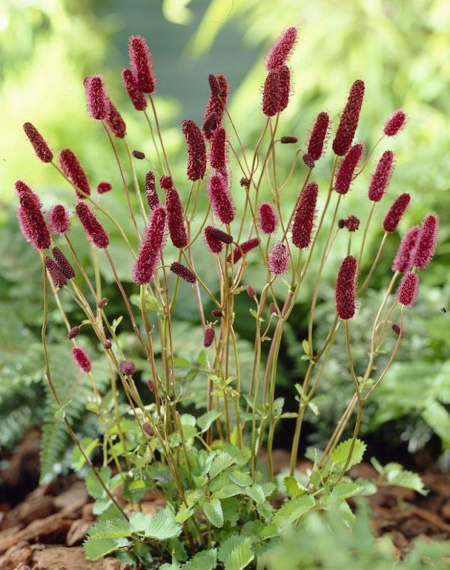 Sanguisorba officinalis Tanna