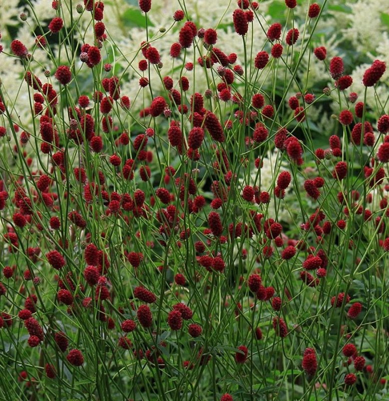 Кровохлебка officinalis