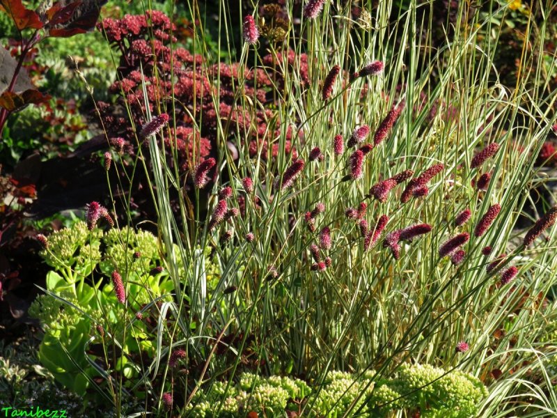 Кровохлёбка Sanguisórba officinális Red Thunder