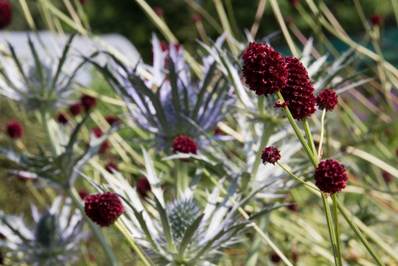 Кровохлебка Sanguisorba